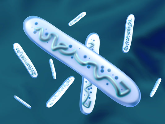 How Probiotics Help Support Your Immune System