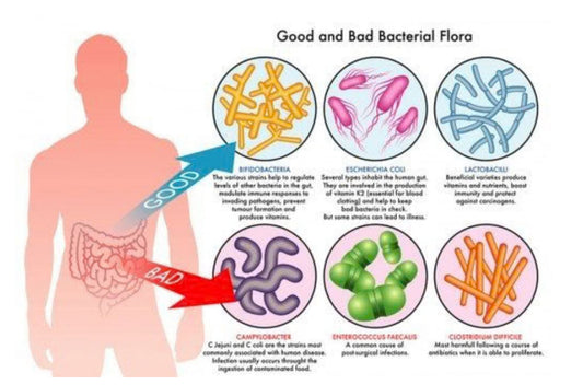 What are Probiotics?